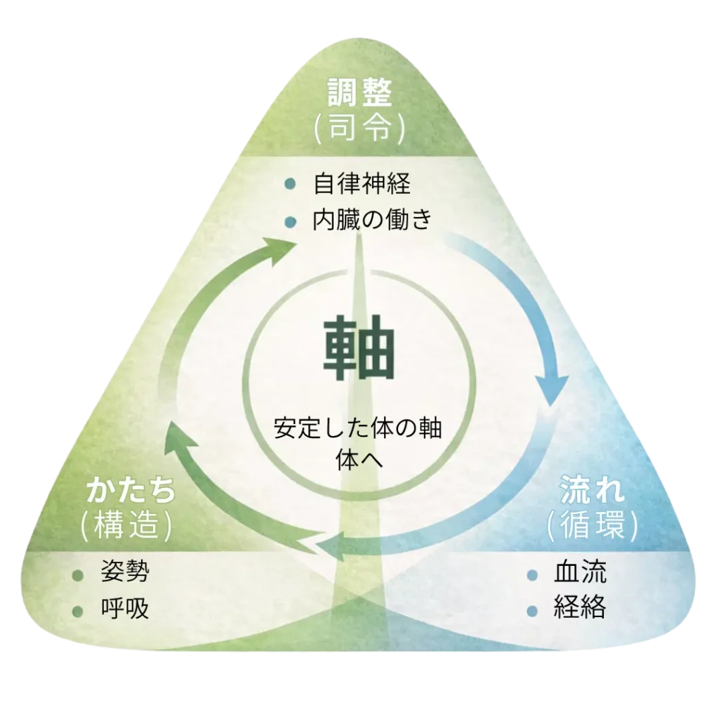 体の軸を中心に構造・循環・調整のバランスを示したシンプルな概念図