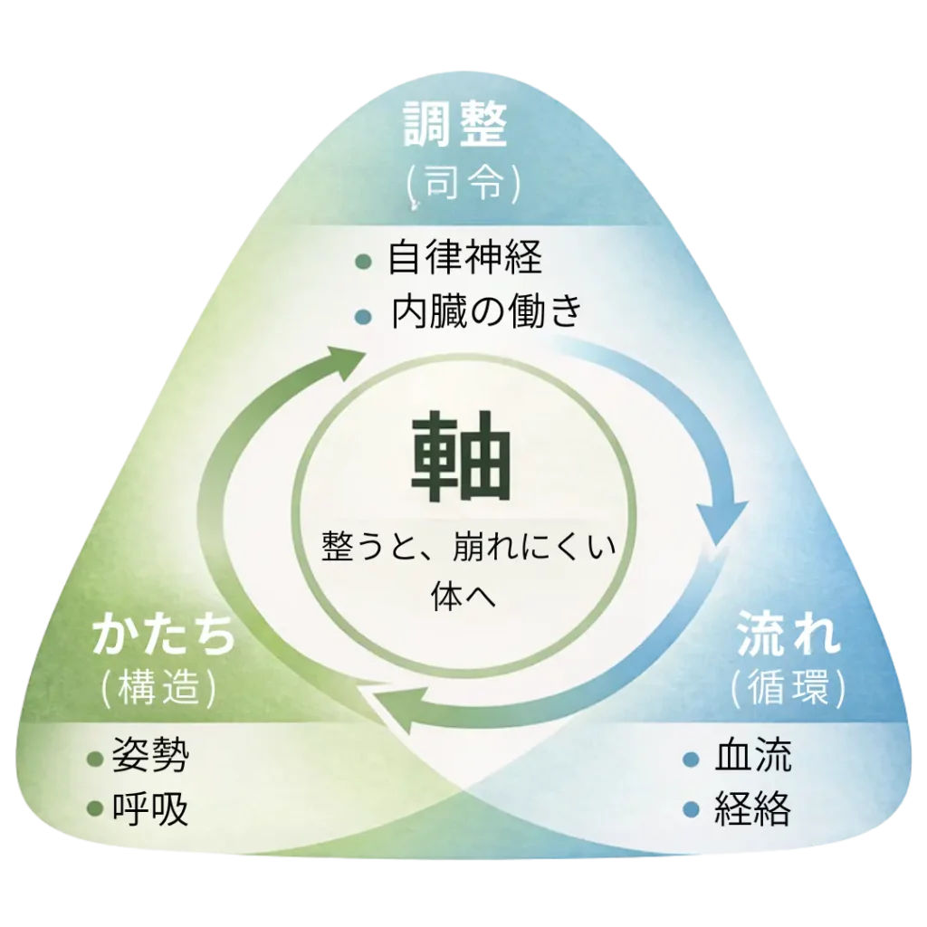姿勢・呼吸の構造、血流や経絡の循環、自律神経と内臓の働きを統合した体の軸の概念図
